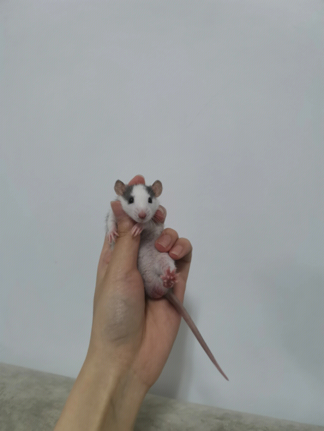 花枝鼠体型变化图图片