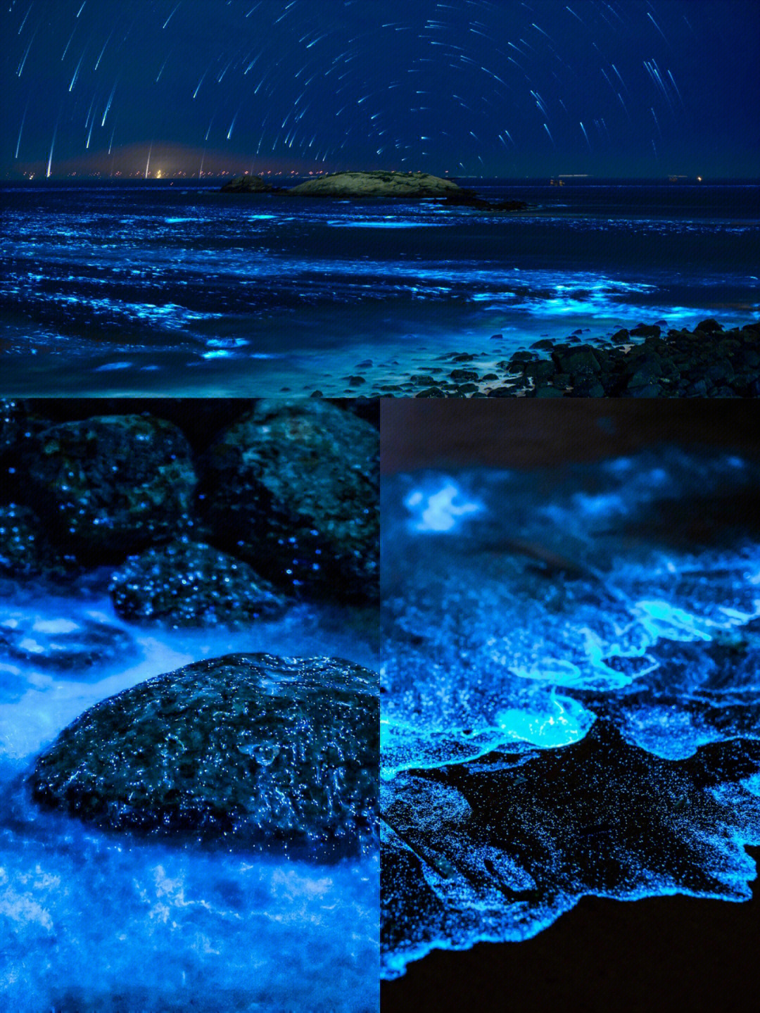 夜光藻结构图图片