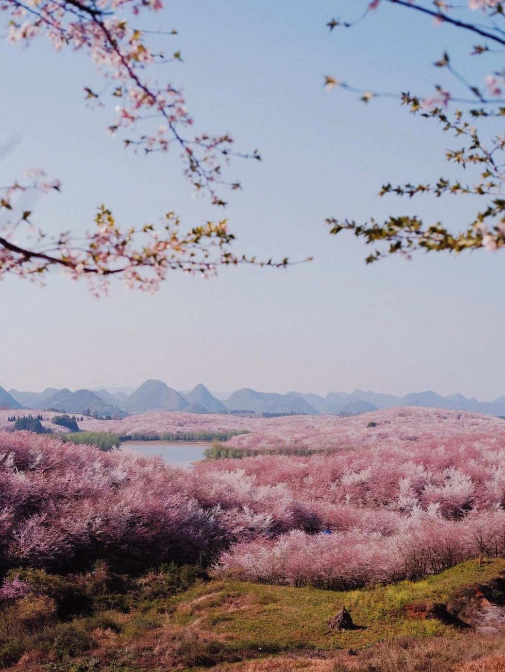 九洞天樱桃花海图片