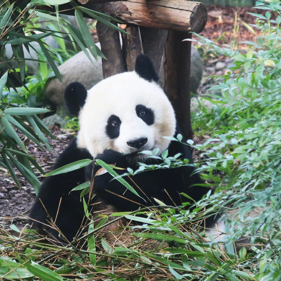 亲子游|成都大熊猫繁育基地