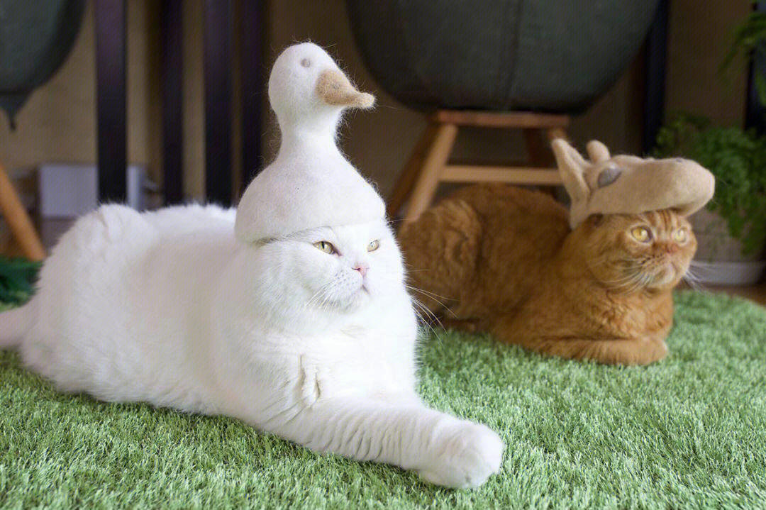 日本三只猫的衣橱里装满了毛制成的帽子