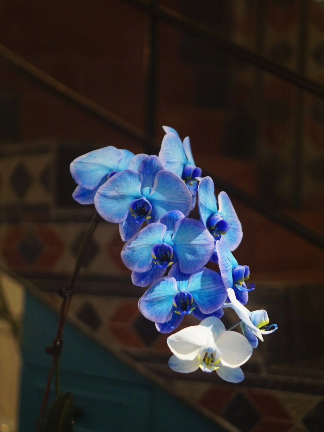 蓝色蝴蝶兰的寓意图片