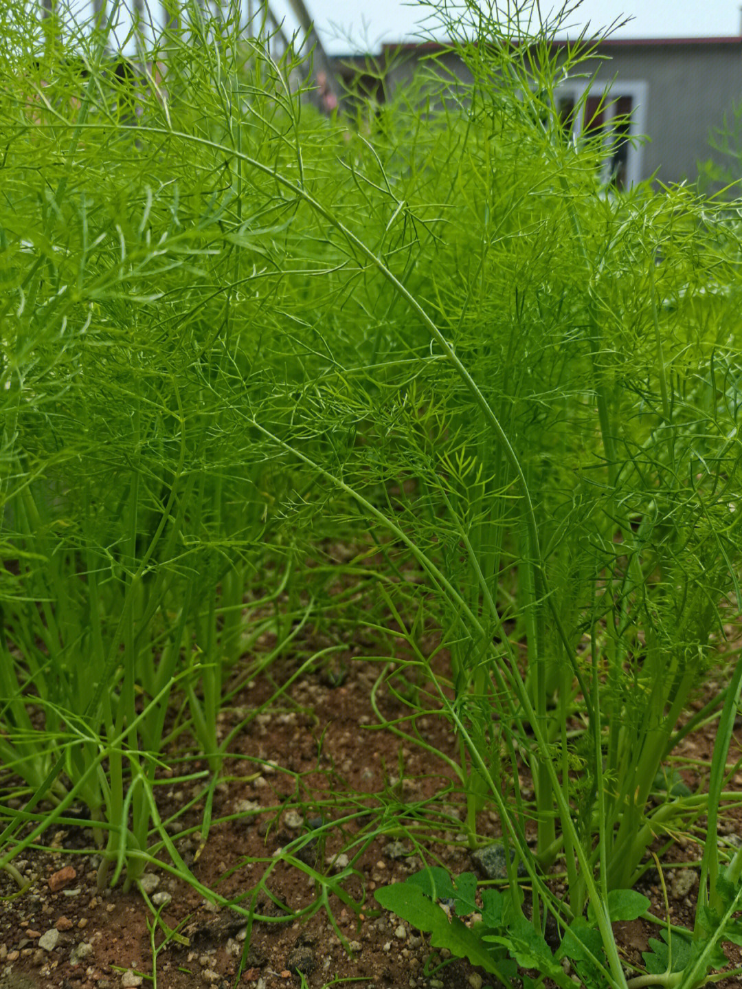 茴香草的图片大全集图片