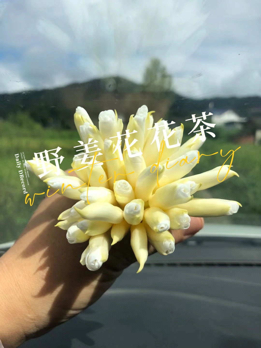 野姜花纯露禁忌图片