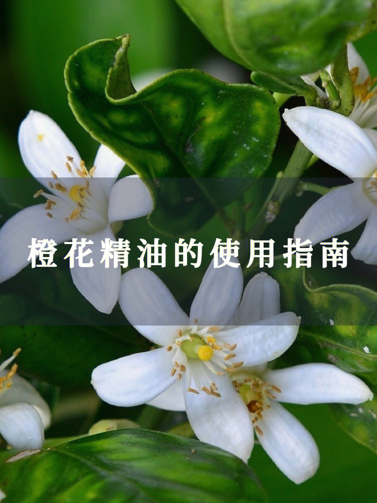 波罗尼花精油功效图片