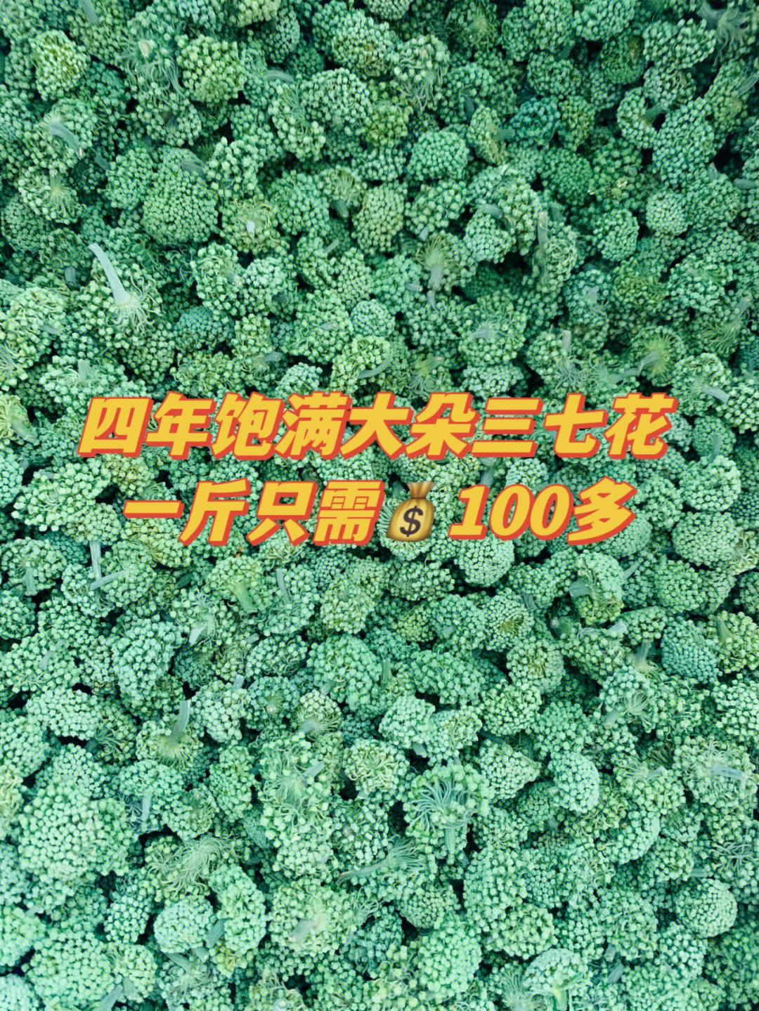 云南文山三七花三七的花蕾特产农产品