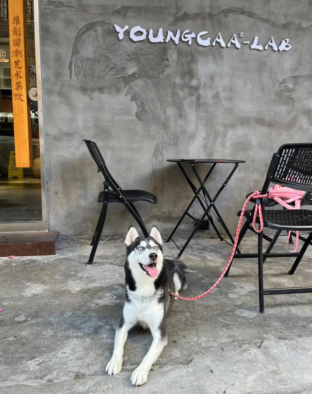 我的哈士奇男友电视猫图片