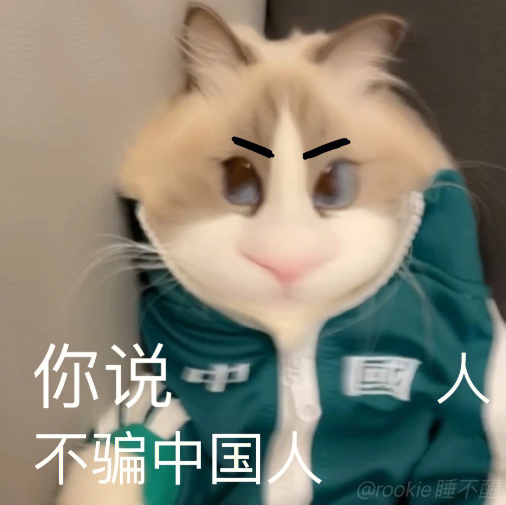 仓鼠小猫rookie表情包图片