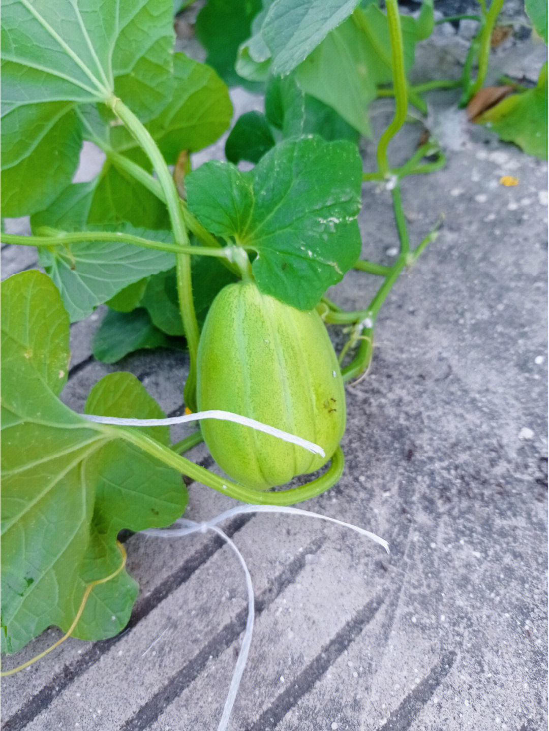 香瓜的成长过程图片