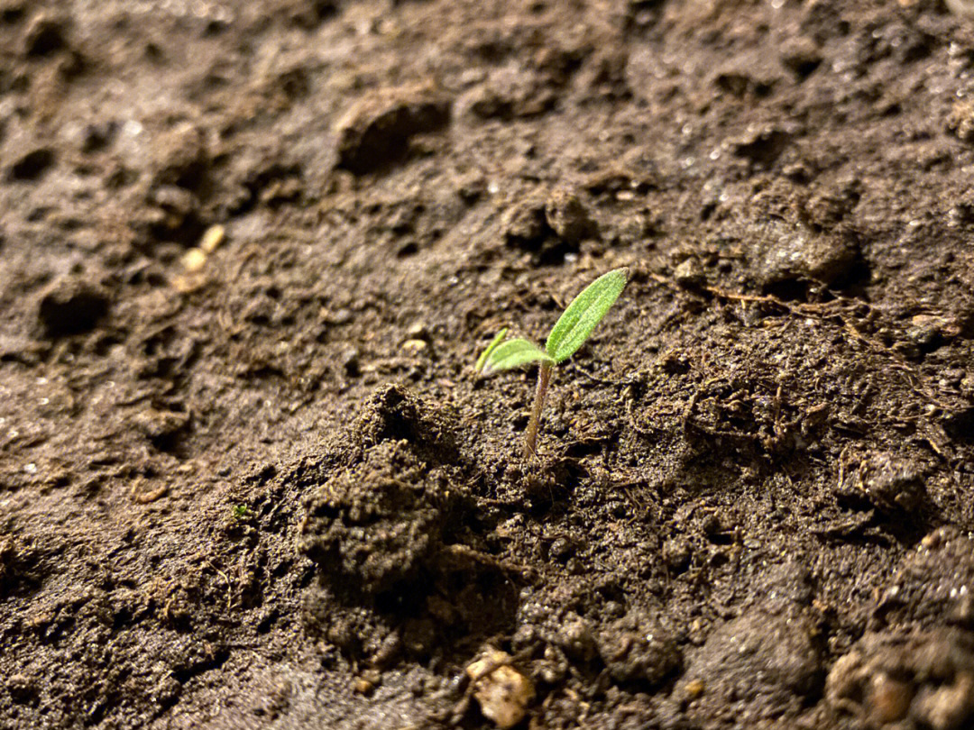 凉台种植小番茄发芽啦果然是春天