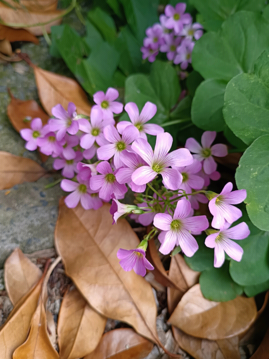 红花酢浆草