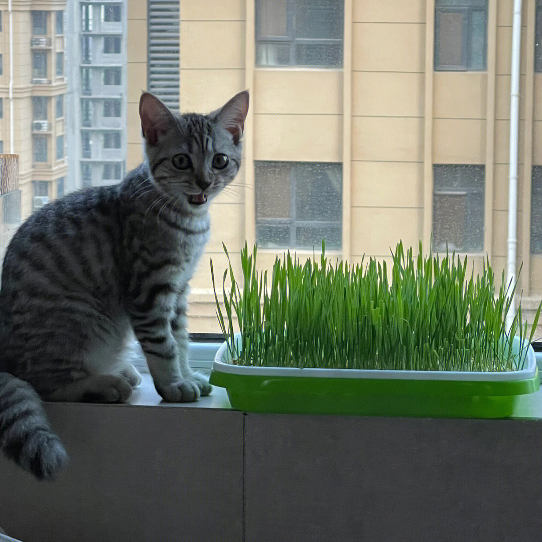 水养猫草种植记