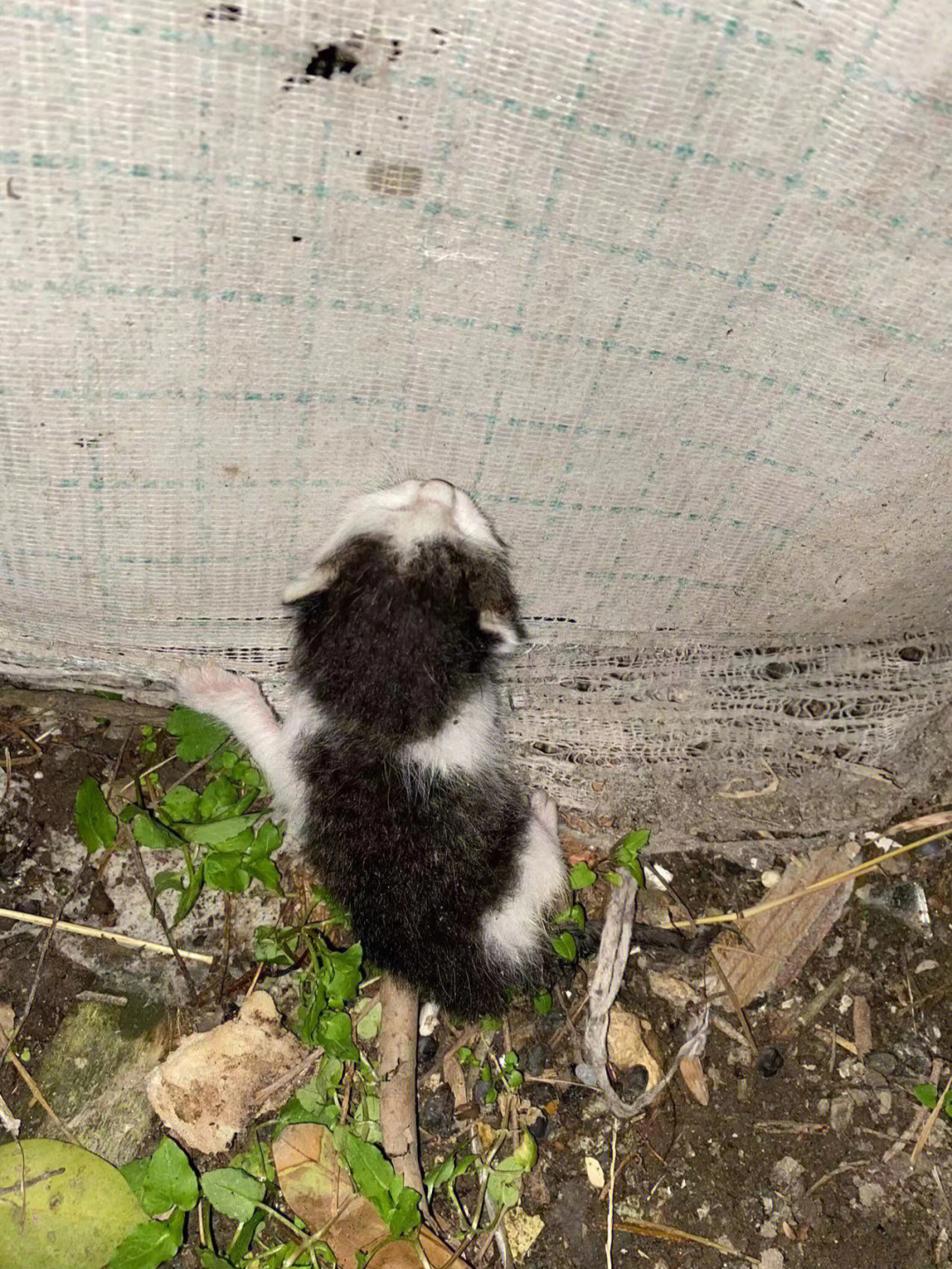 野狸子吃鸡图片