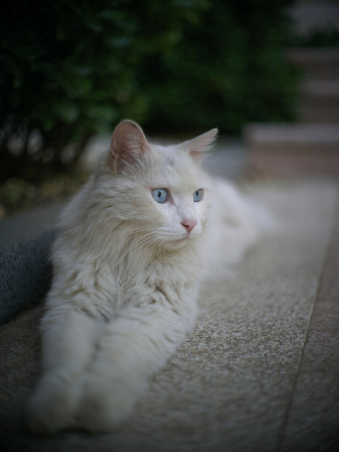 猫仙儿助眠图片