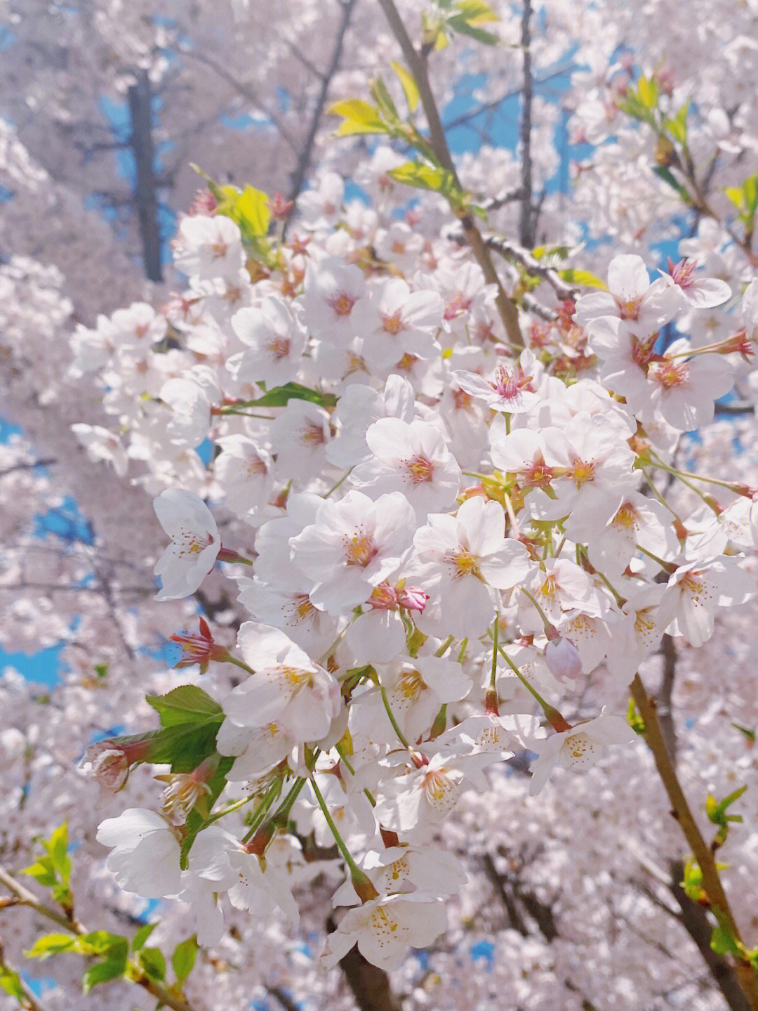 大连劳动公园樱花