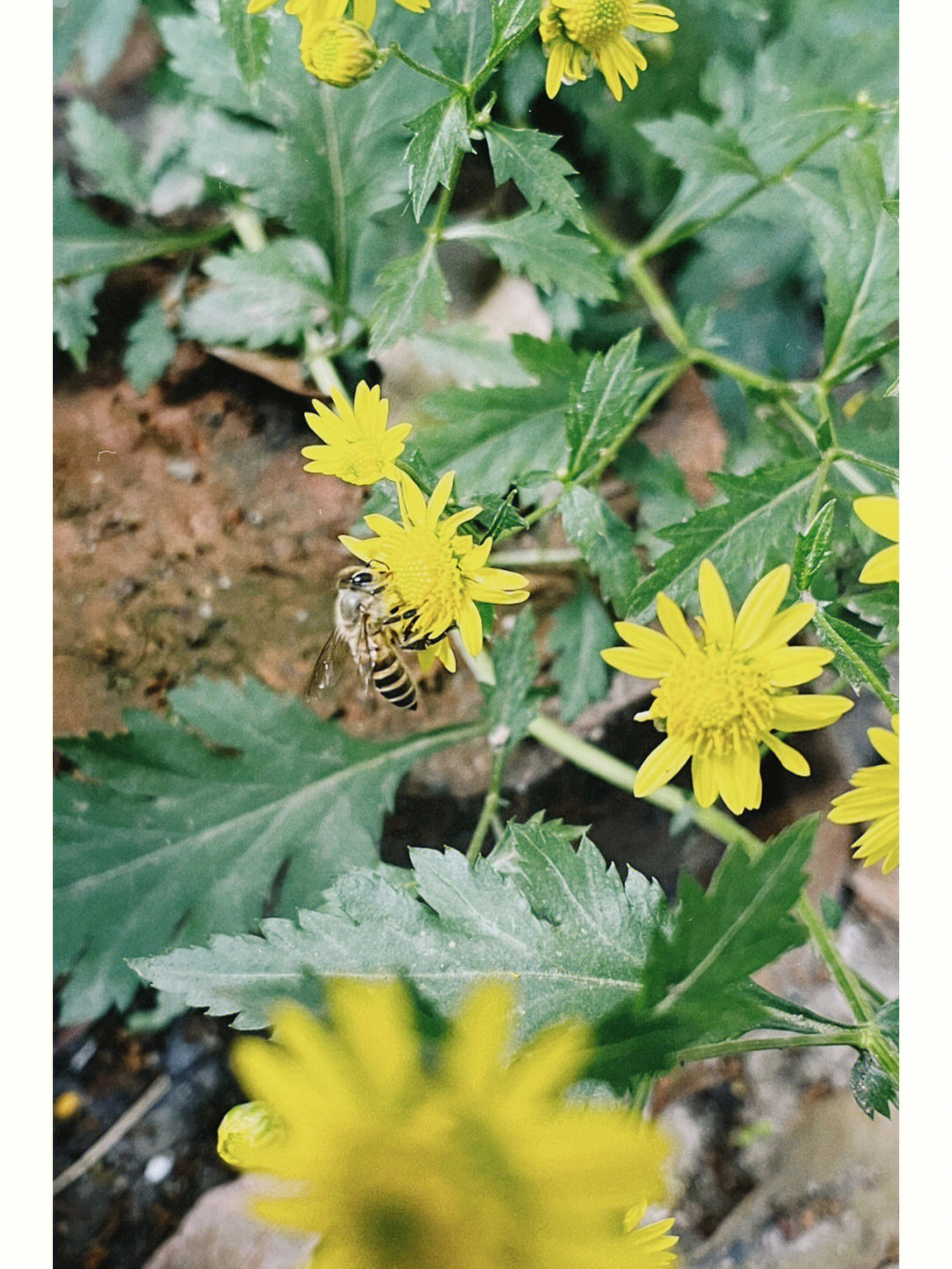 菊花脑别名图片