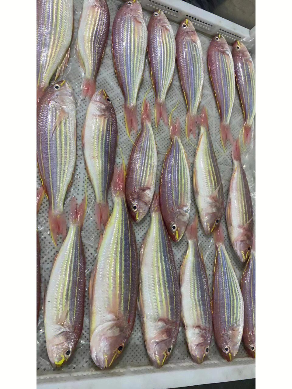 昆明金线鱼图片图片