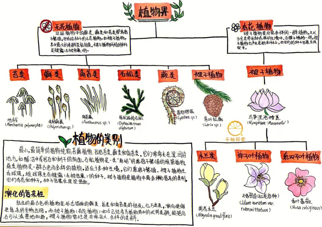 91可以比较系统地了解植物的演化发展,以及植物的分类等宏观知识