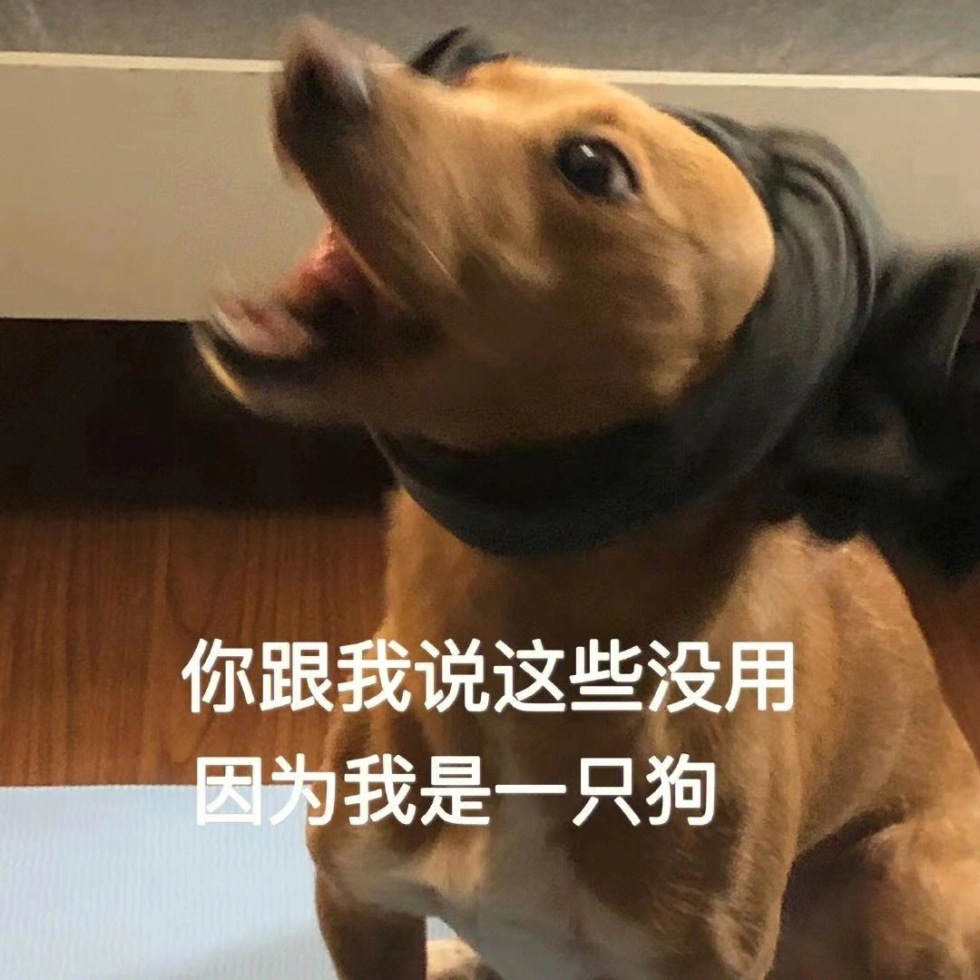 狗都不玩表情包原图图片