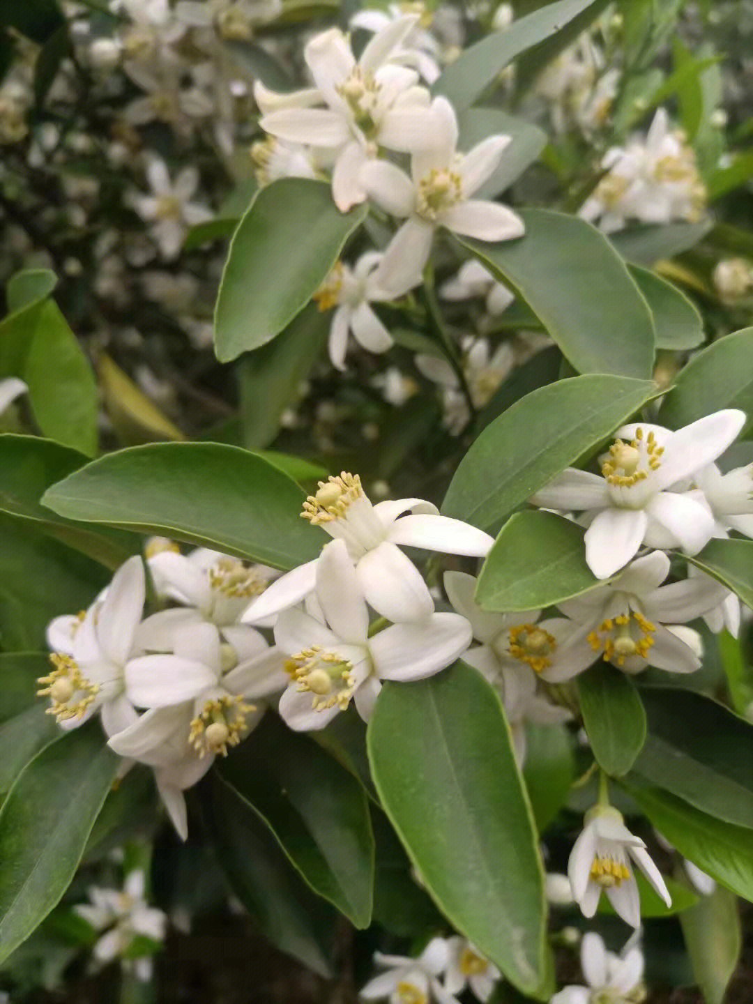 橙花岛頔图片