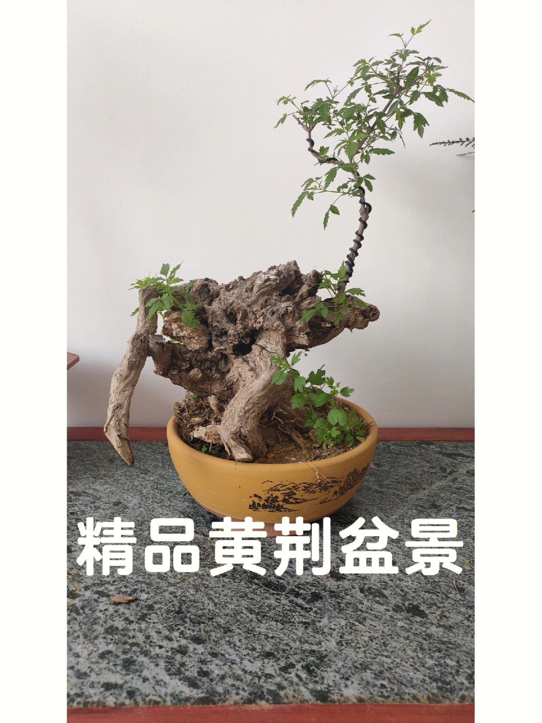 七叶黄荆树的盆景价格图片