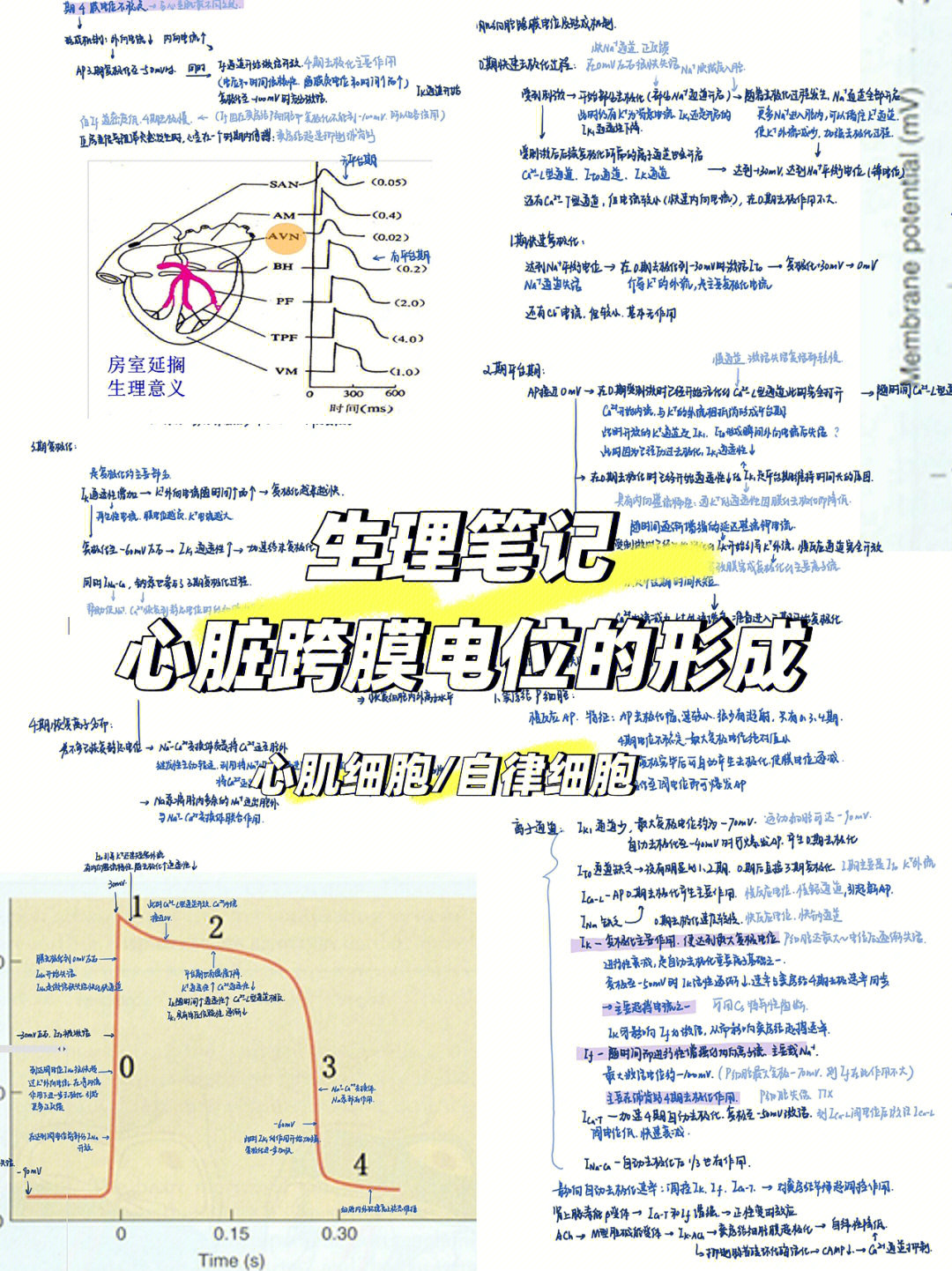 心脏浦肯野细胞图片