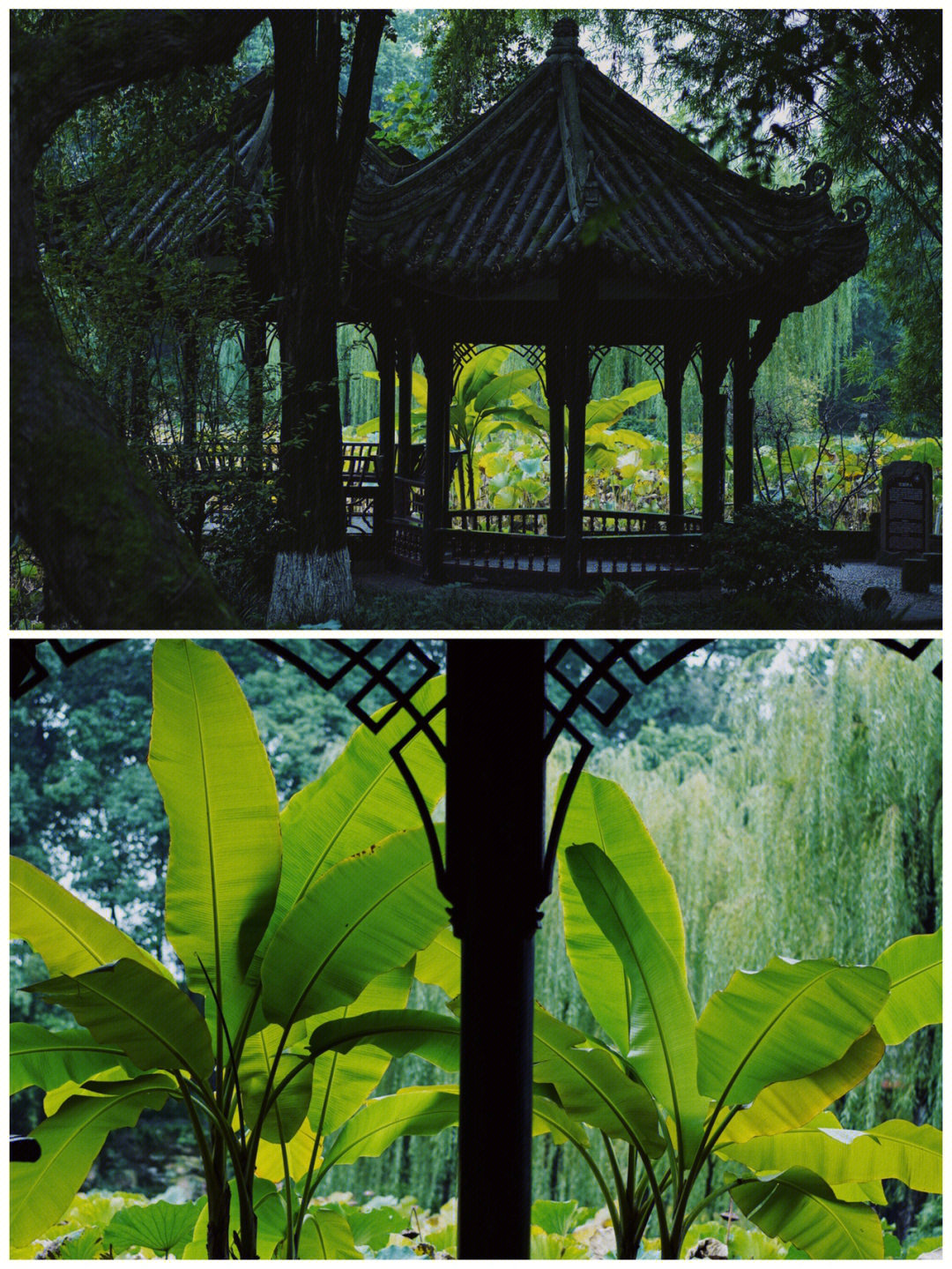 桂湖公园景色描写图片