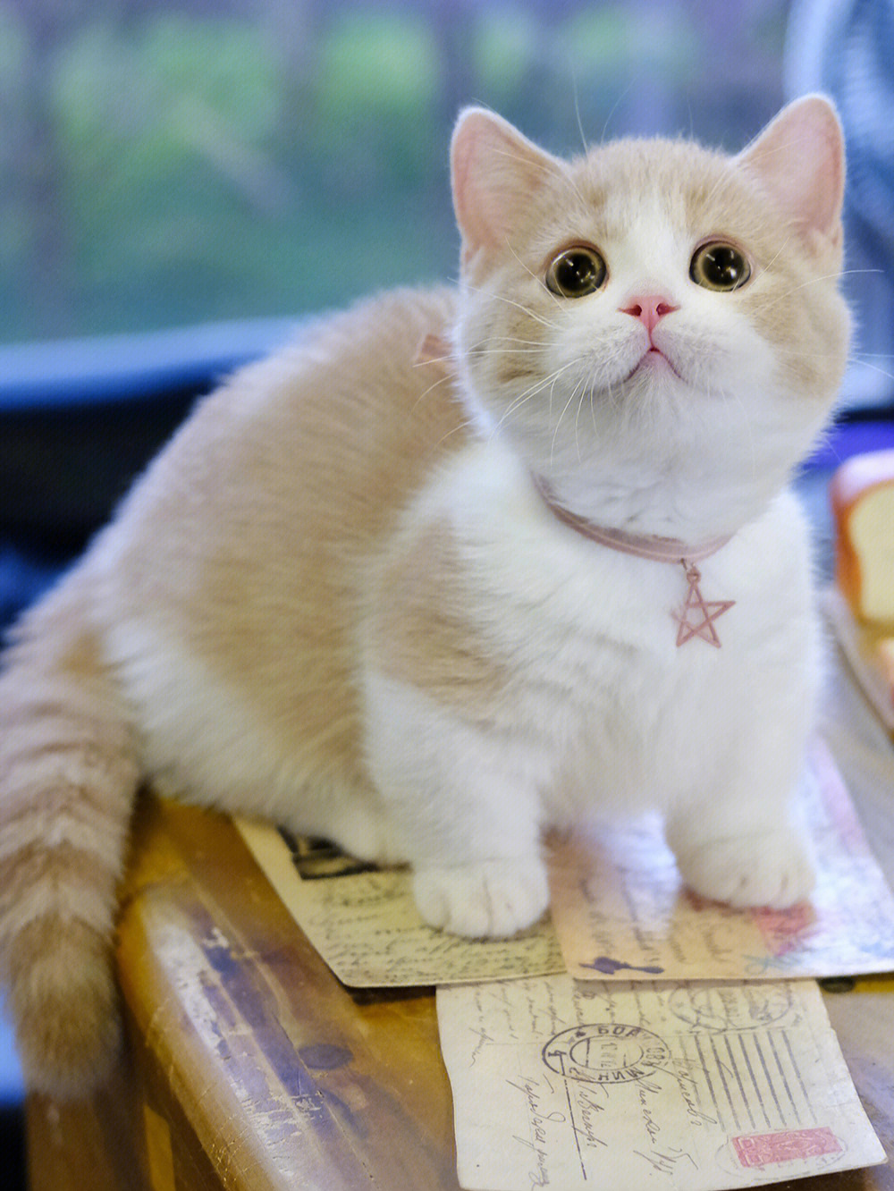 小甜甜乳白矮脚猫曼基康短腿猫杭州猫舍