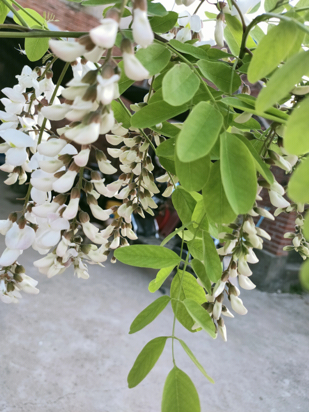 最爱摘杨槐花了,真的太快乐了,用油炸冰箱里保存一下可以吃一年#洋