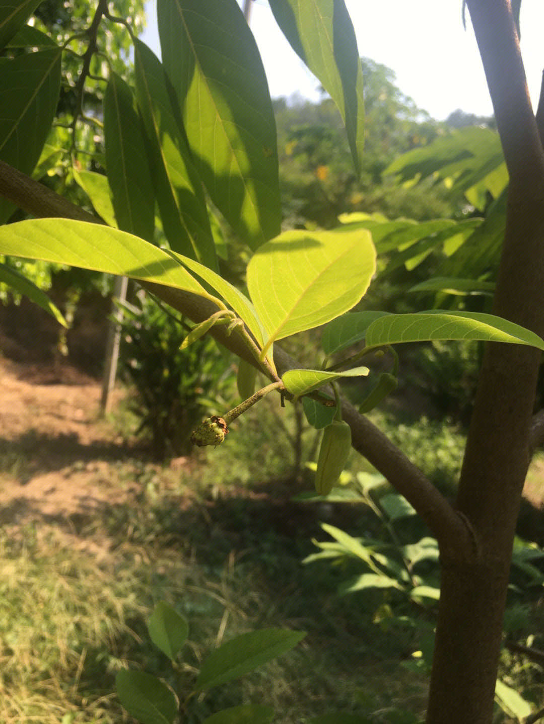 释迦果花图片怎么结果图片