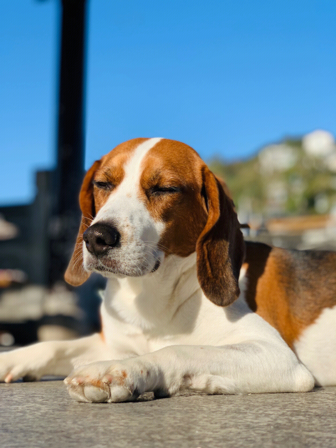 英国猎狐犬比格犬图片