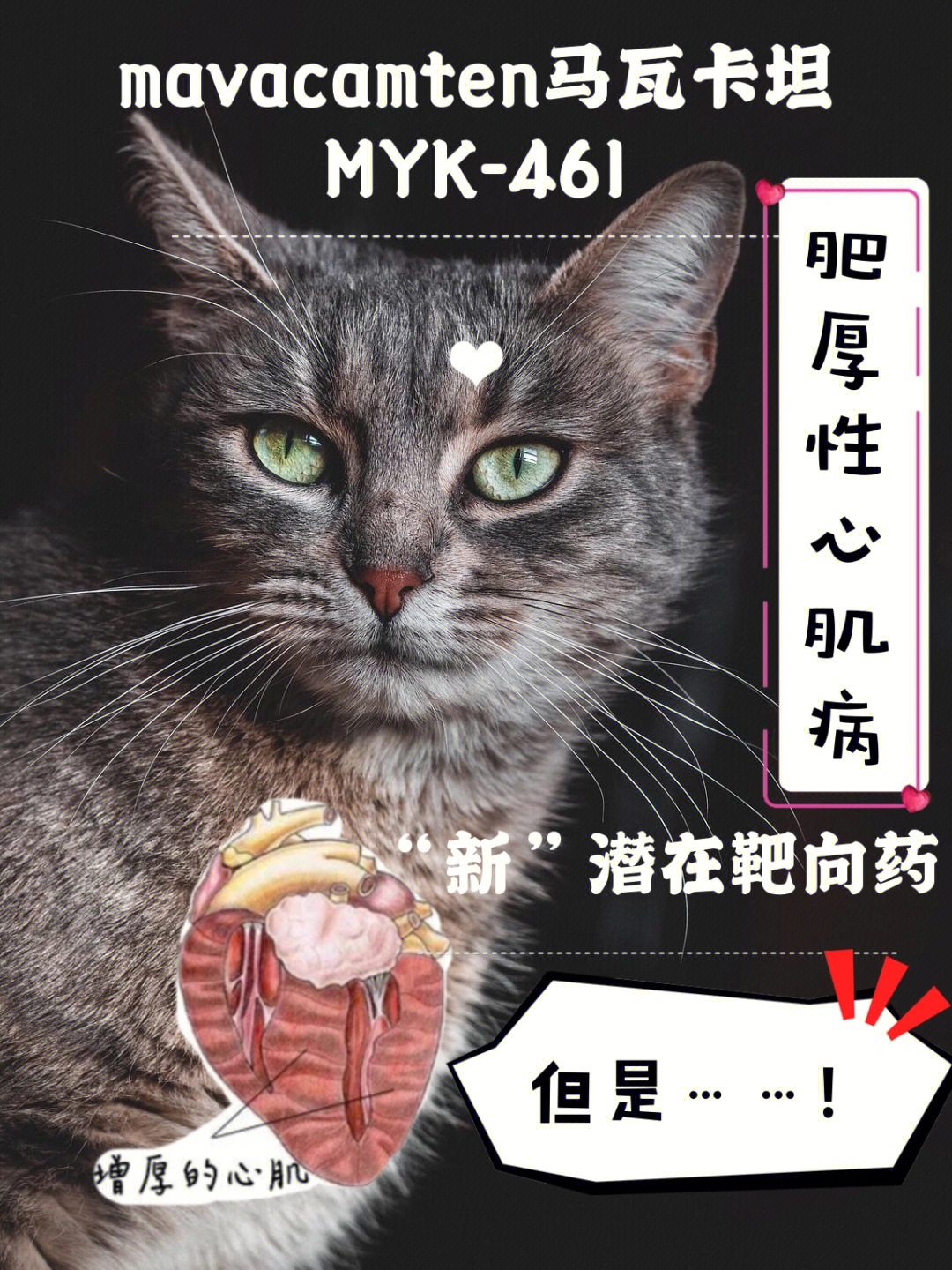 myk461与猫肥厚性心肌病犬猫心脏病2