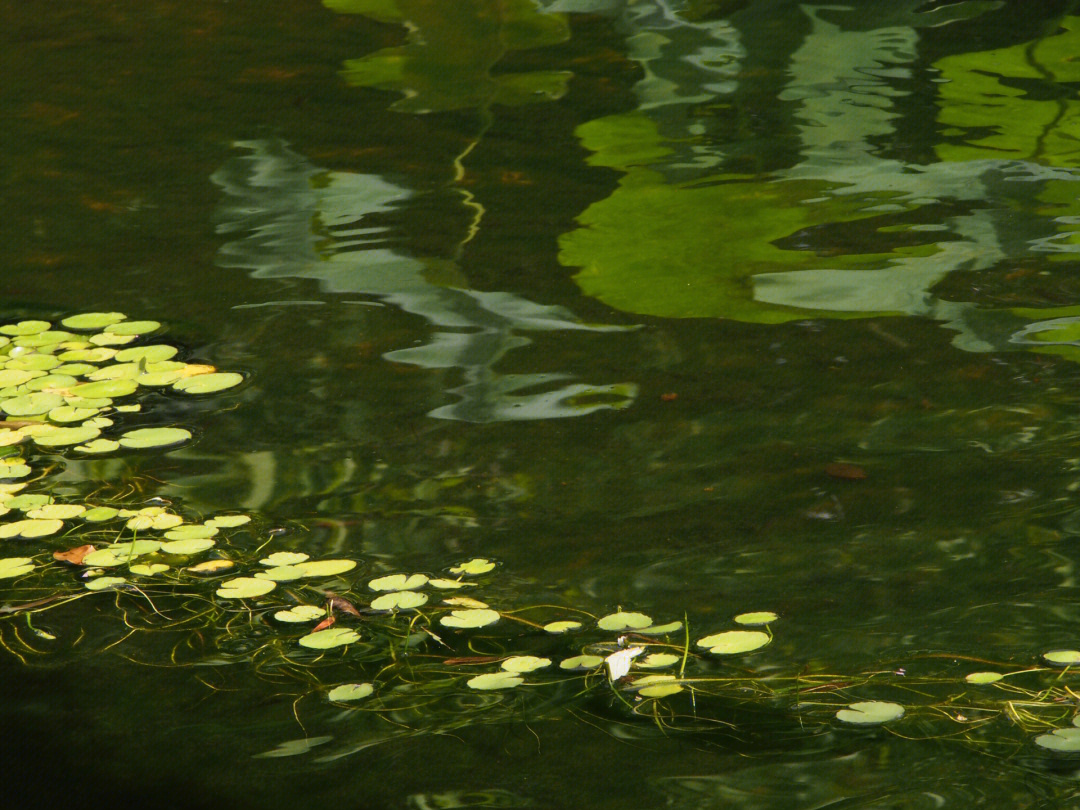 夏日池塘的一丝清凉「鯉」