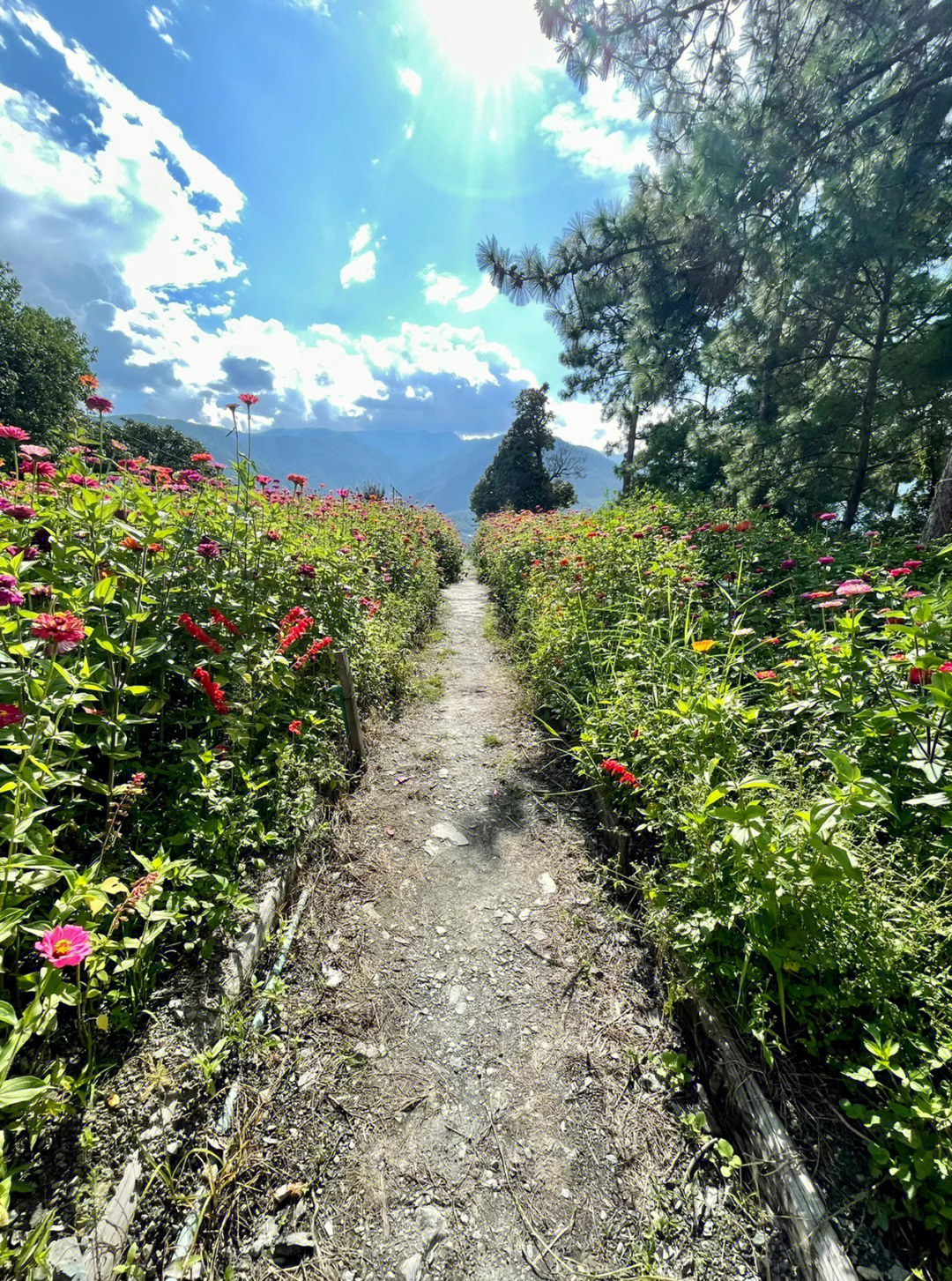 开满鲜花的路上