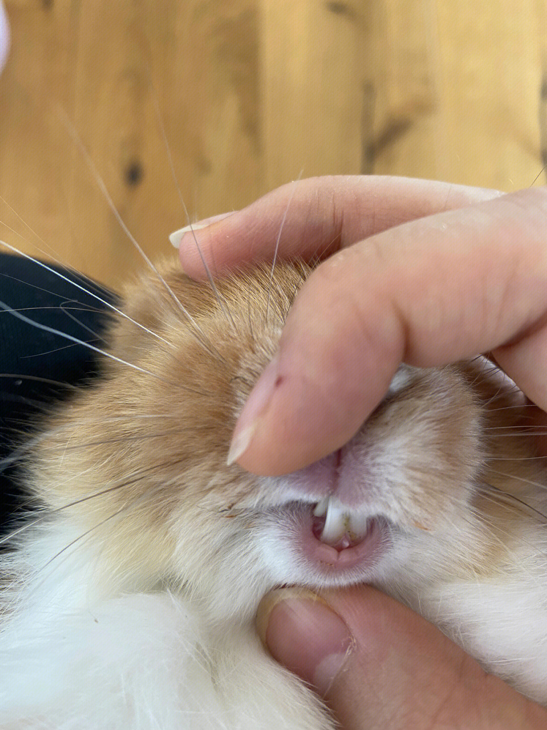 哪位养兔大神帮我看下兔子牙齿