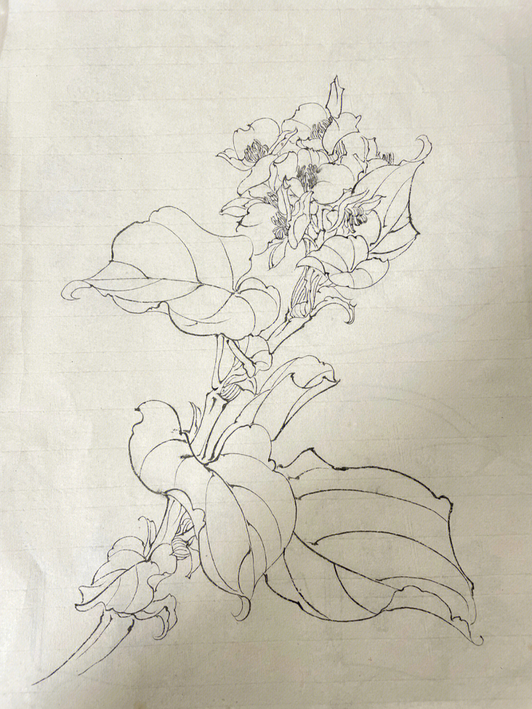 海棠花古风素描图片
