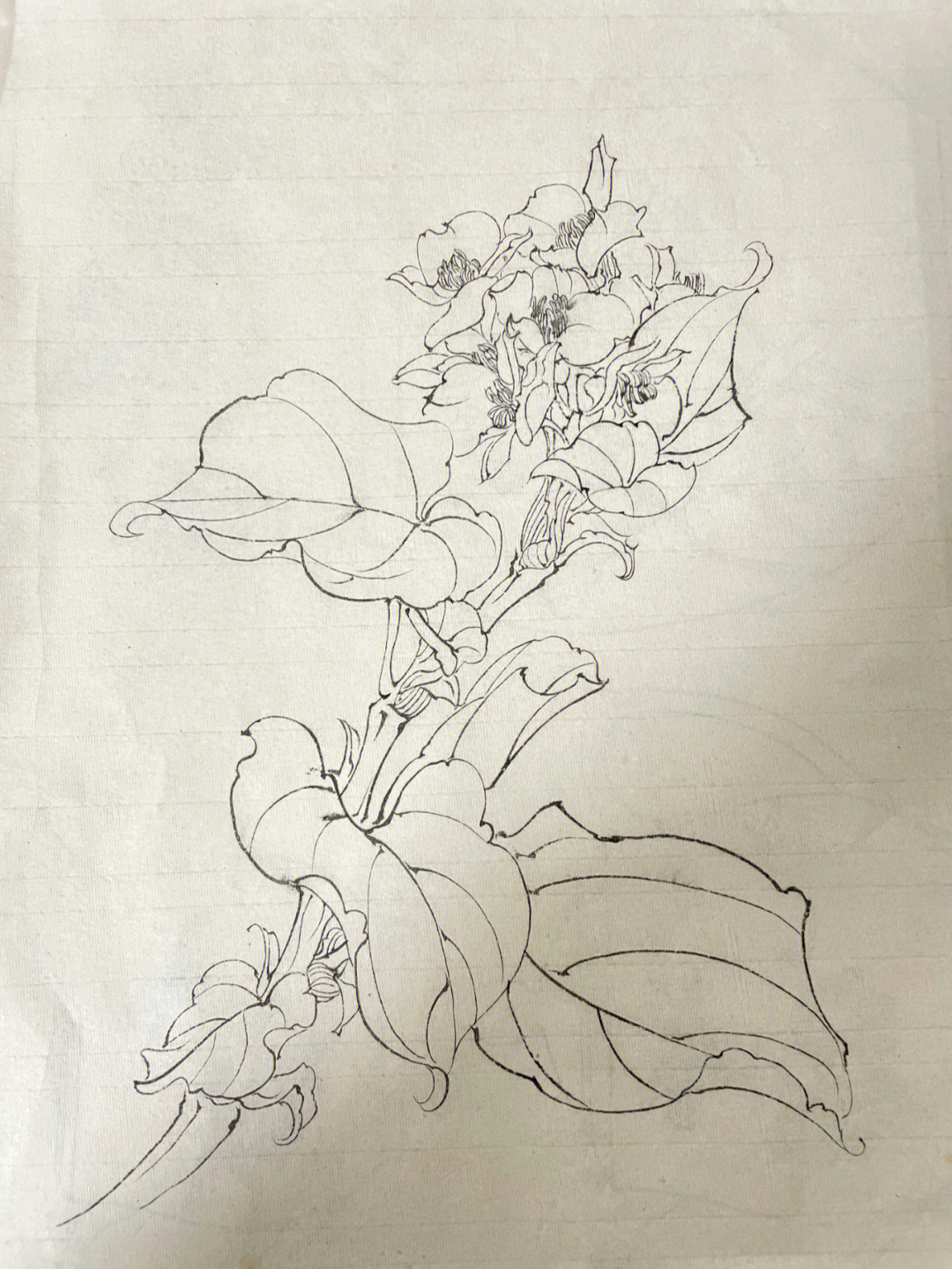 每日一练白描花卉海棠