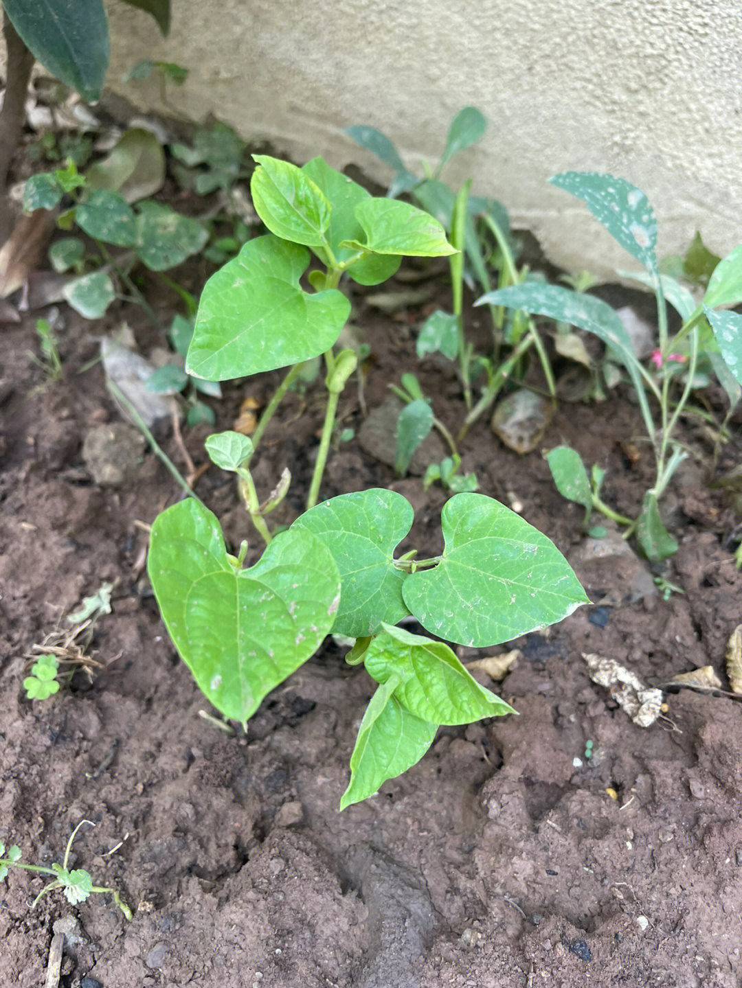 红刀豆发芽图片