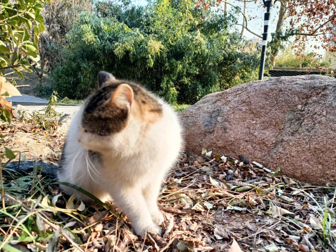 公园里的流浪猫