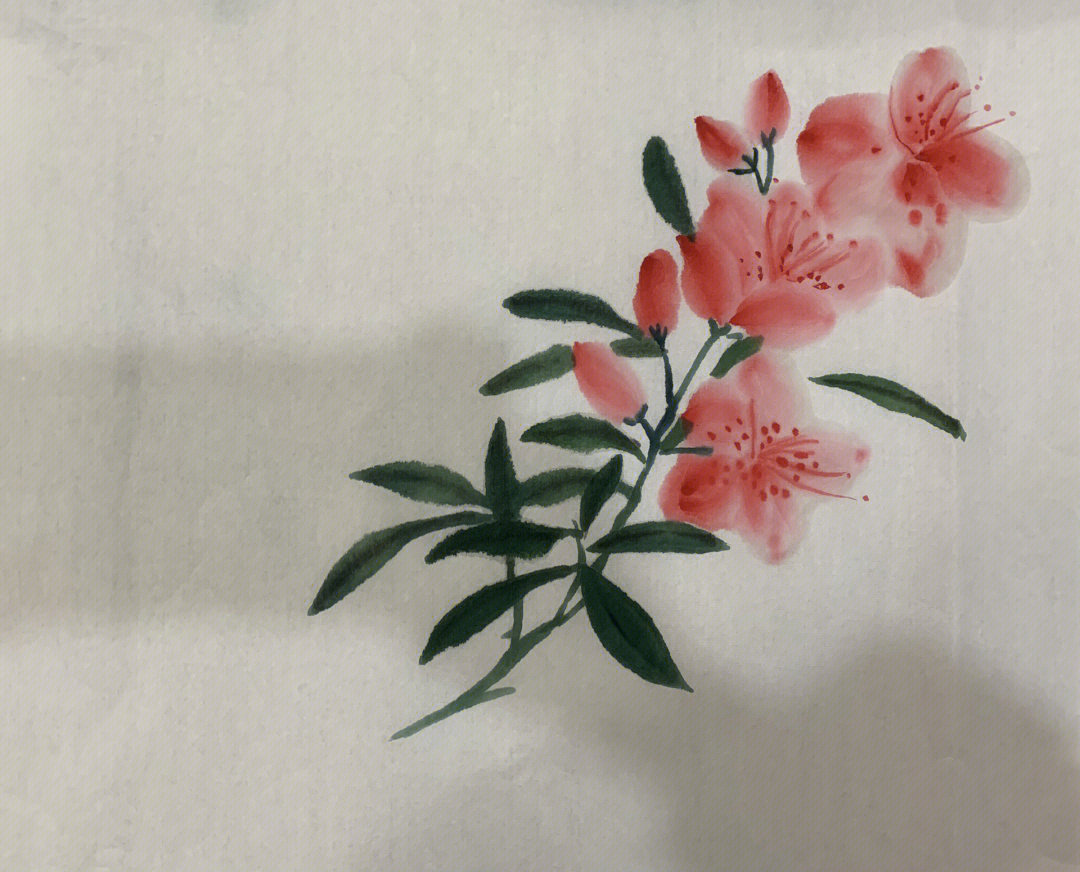 学国画杜鹃花分步练习