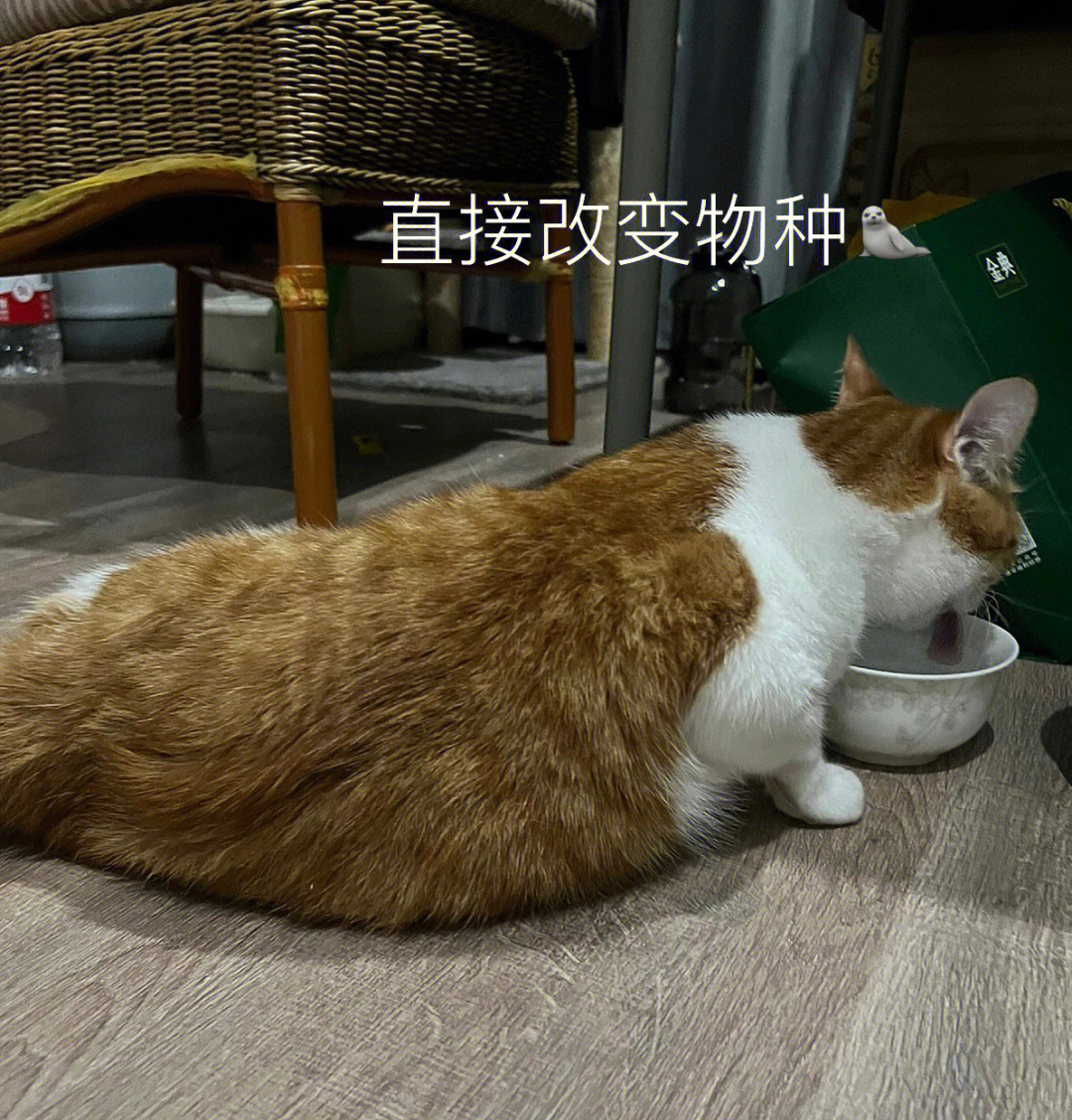 橘猫的胖是有原因的