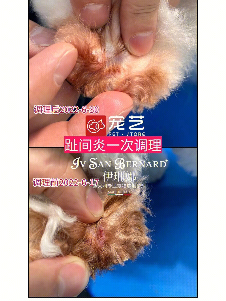 狗狗趾间炎调理