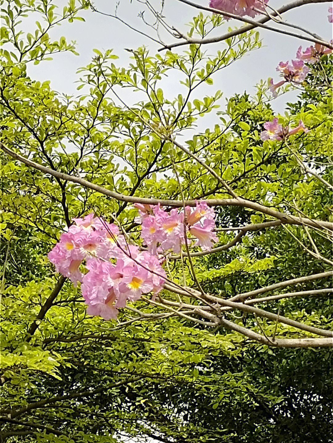 风玲木花