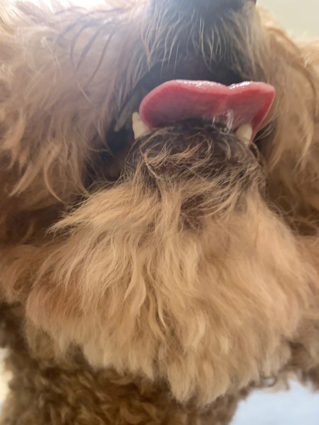 九岁狗狗牙齿问题 口鼻瘘 全口拔牙