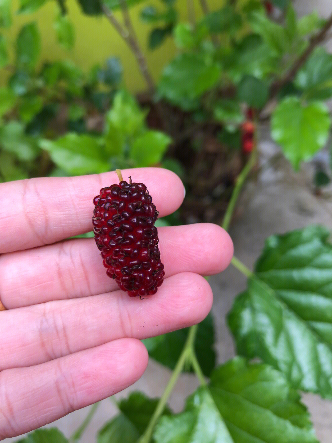 扶桑花果实图片图片