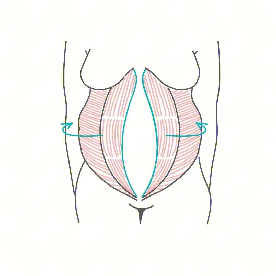 腹直肌结构图简约图片