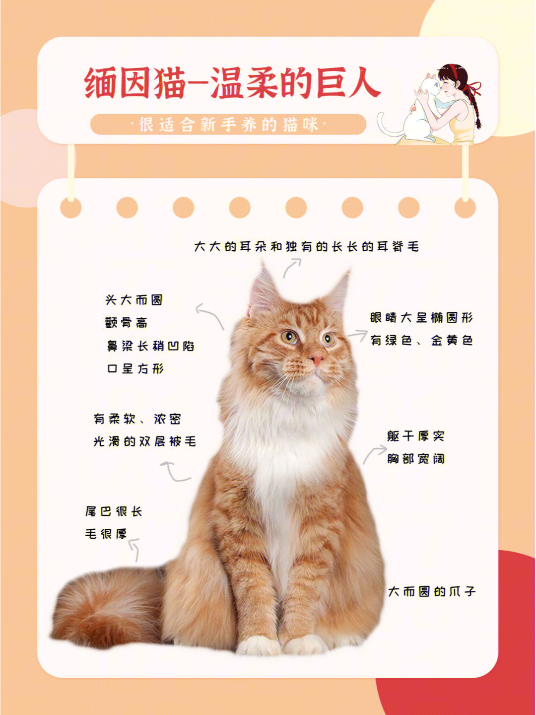 萌宠指南缅因猫温柔的巨人猫咪科普