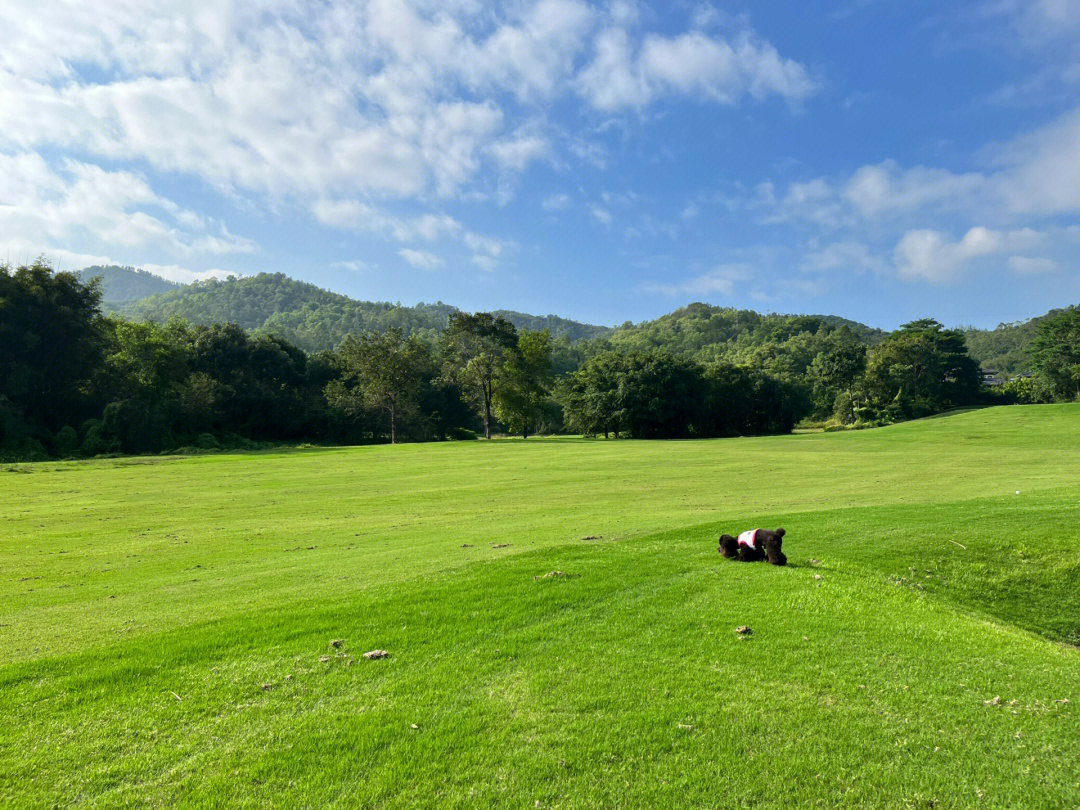 青也 青草地图片