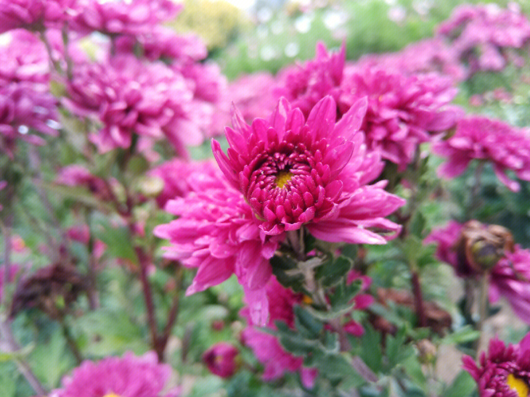 菊花爆满山简谱图片