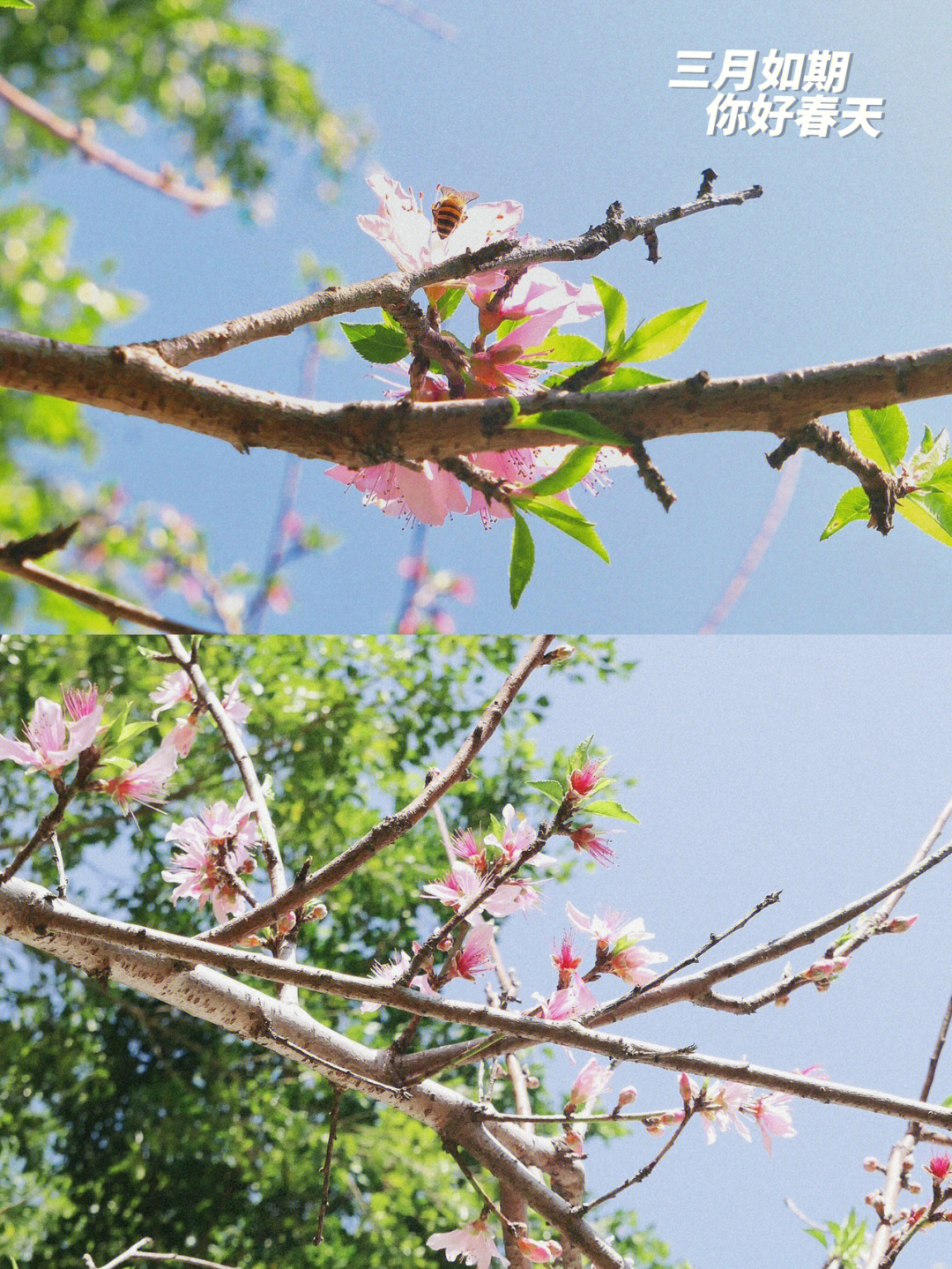 梧州泗洲岛桃花图片